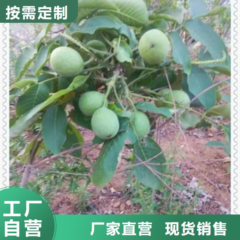 工厂直销 核桃苗_【苹果苗】实地大厂-28354.com