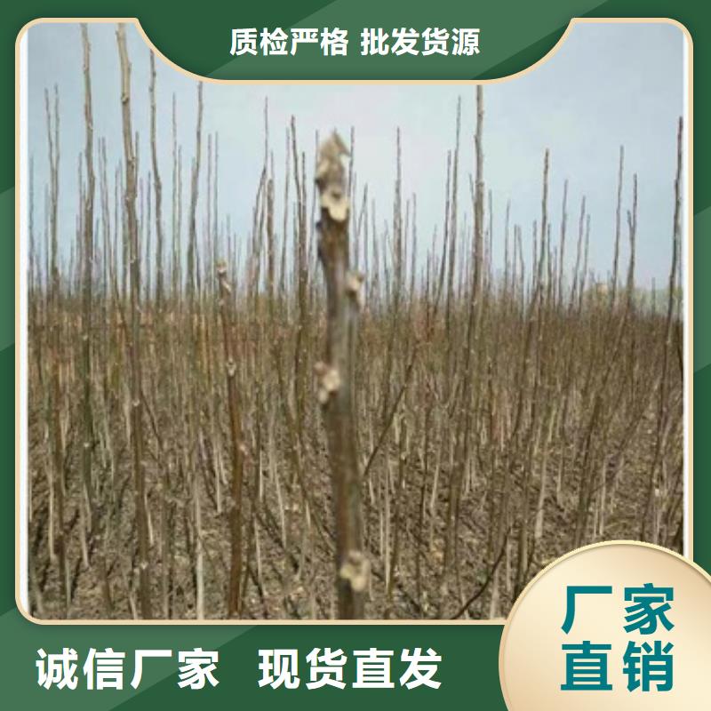 核桃苗板栗苗定制零售批发