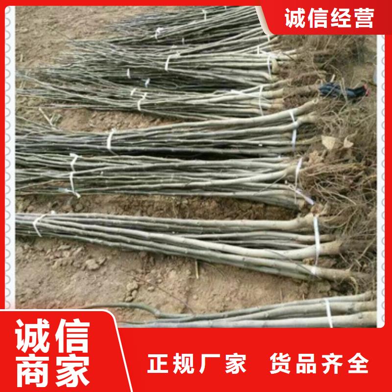 核桃苗_桃树苗厂家