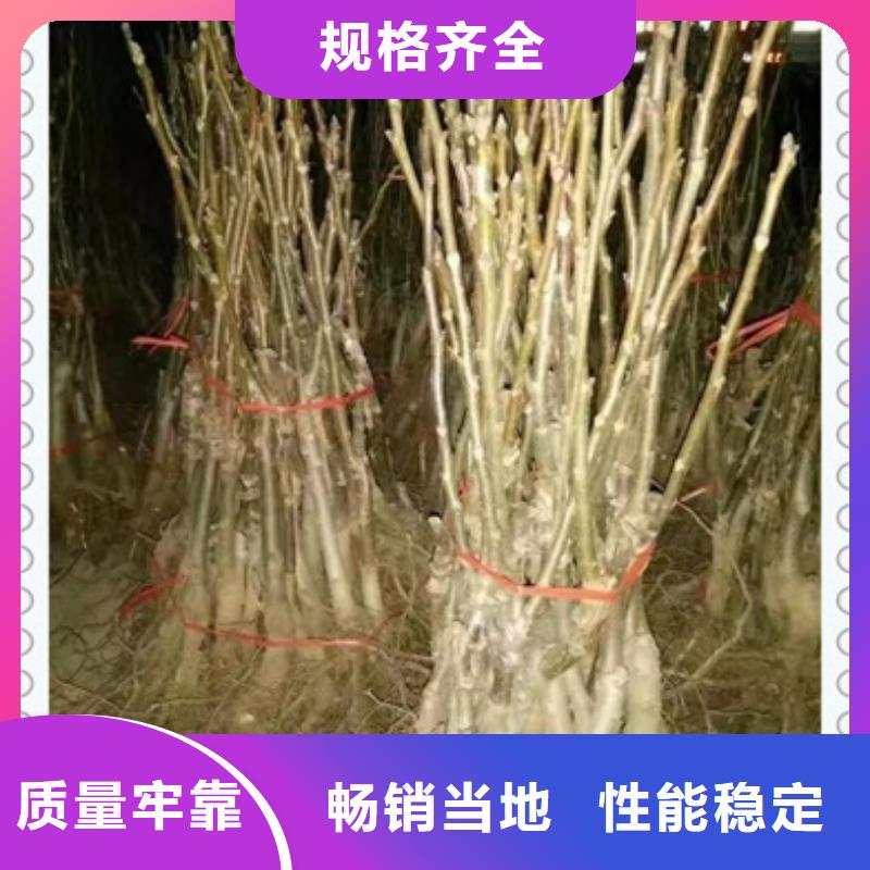 核桃苗蓝莓苗质量优价格低