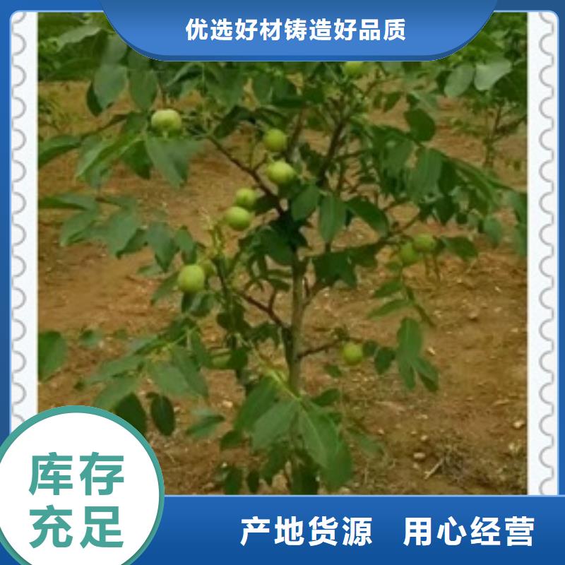 核桃苗_桃树苗客户信赖的厂家