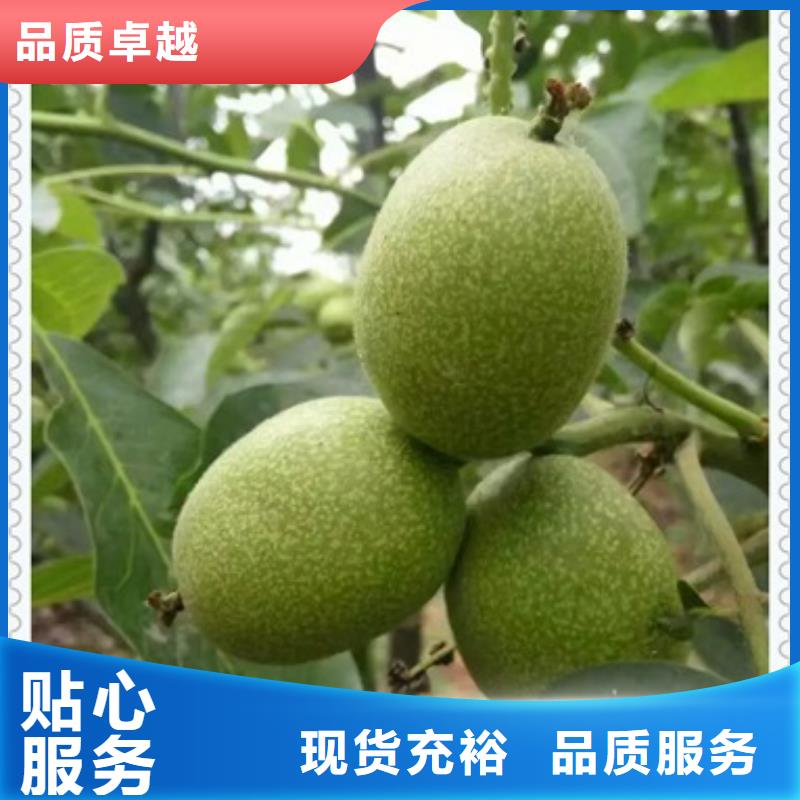 核桃苗 【蓝莓苗】厂家直销供货稳定兴海