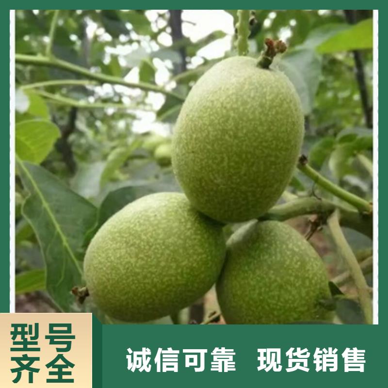 核桃苗_梨树苗精选货源
