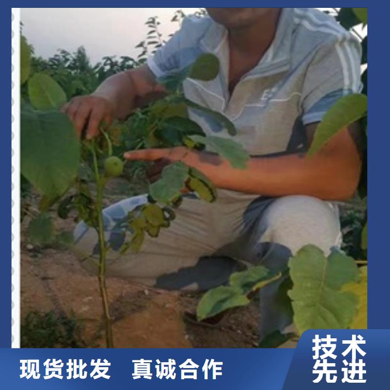 核桃苗实体厂家大量现货