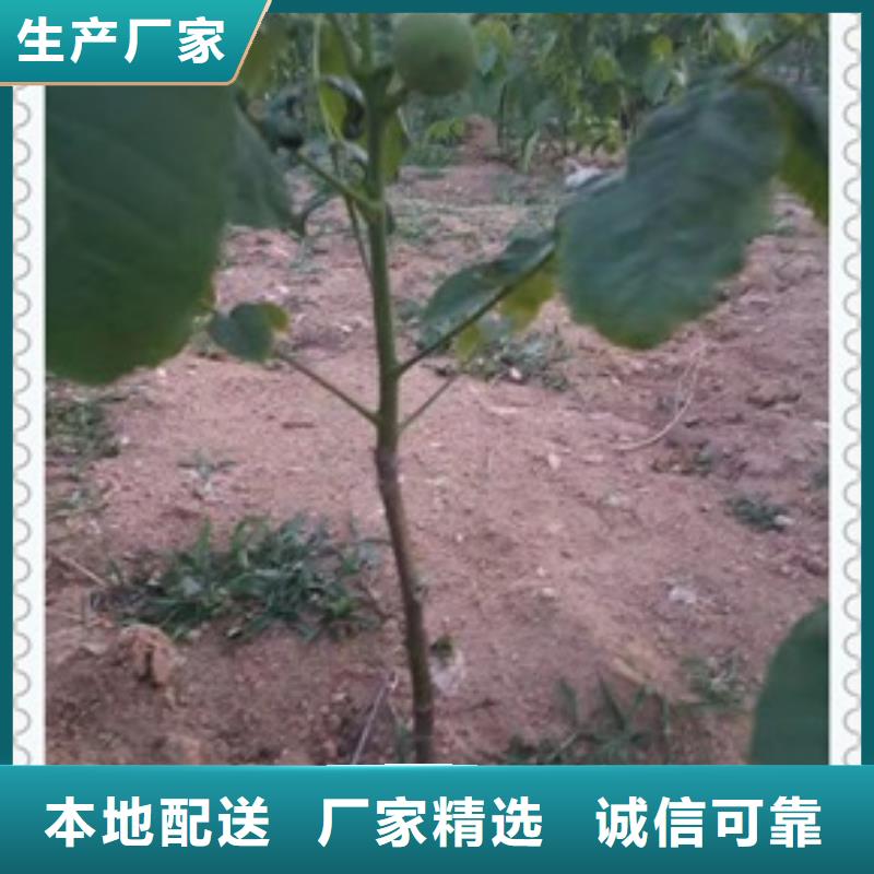 核桃苗_板栗苗认准大品牌厂家