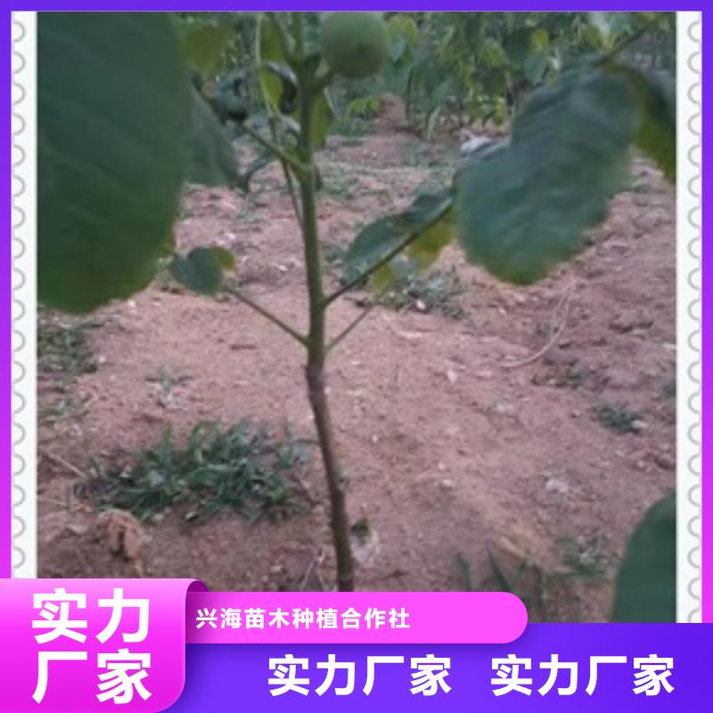 核桃苗-梨树苗老品牌厂家
