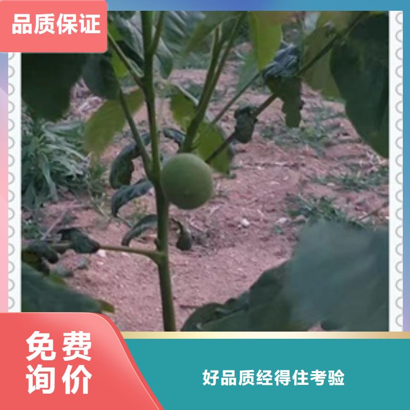 核桃苗实体厂家大量现货
