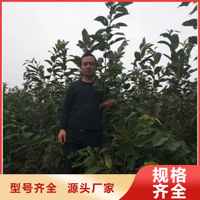 板栗苗库存量大