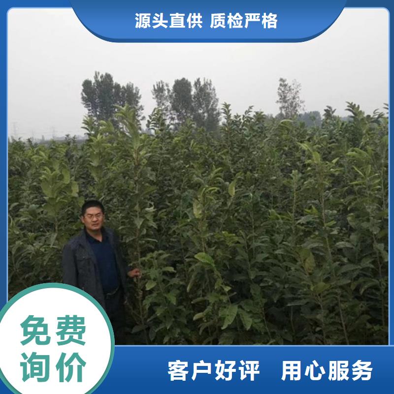板栗苗梨树苗源头厂家来图定制