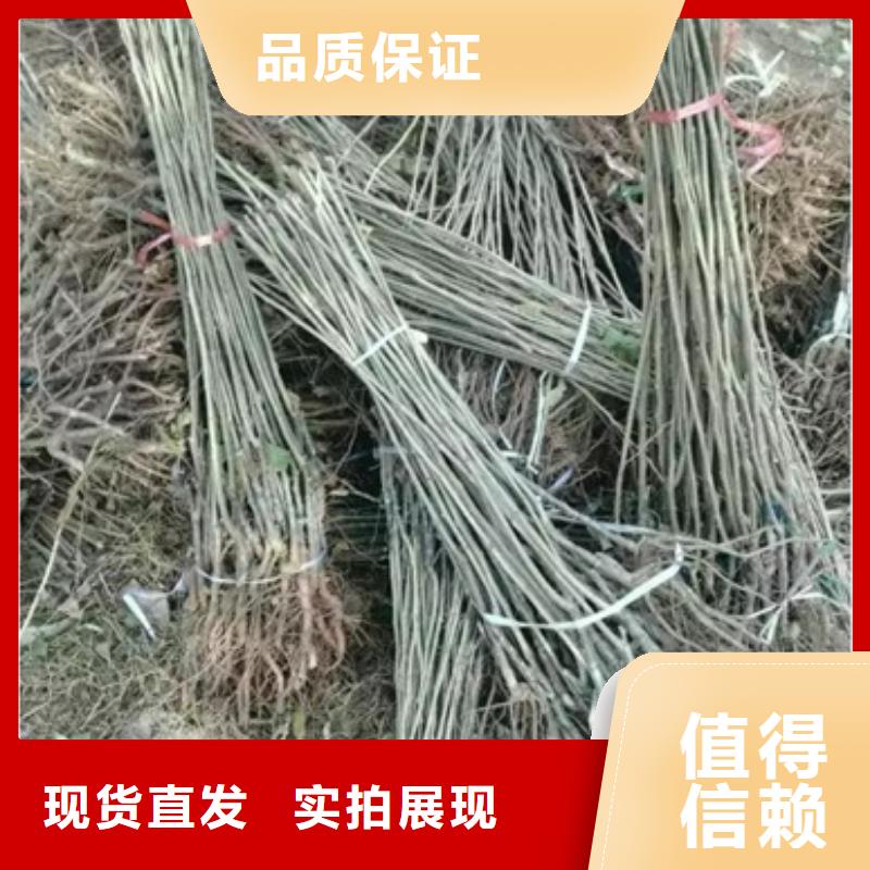今日价格 板栗苗质优价保-兴海苗木种植合作社