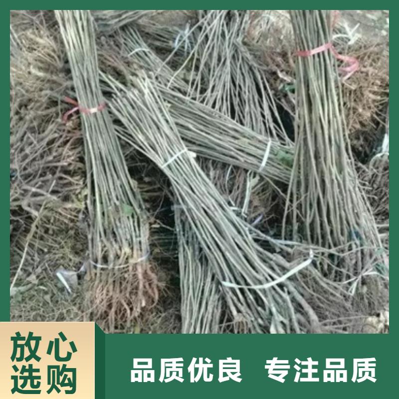 板栗苗_核桃苗工厂直营