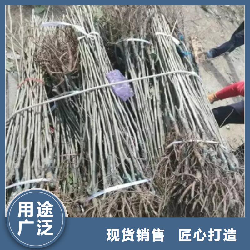 板栗苗买的放心