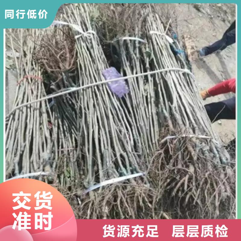 【 板栗苗来电咨询】