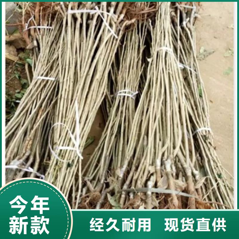 板栗苗当地厂家值得信赖