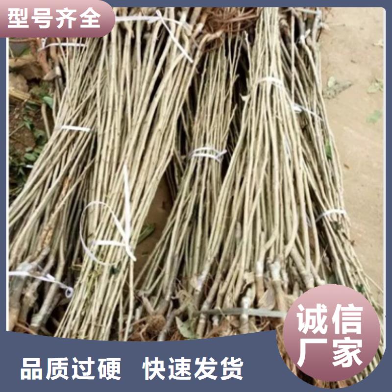 今日价格 板栗苗质优价保-兴海苗木种植合作社