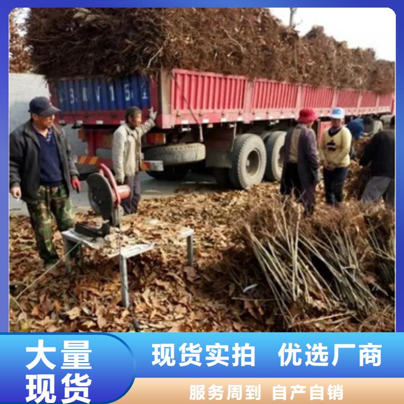 板栗苗【苹果苗】源头厂家供应由兴海为您