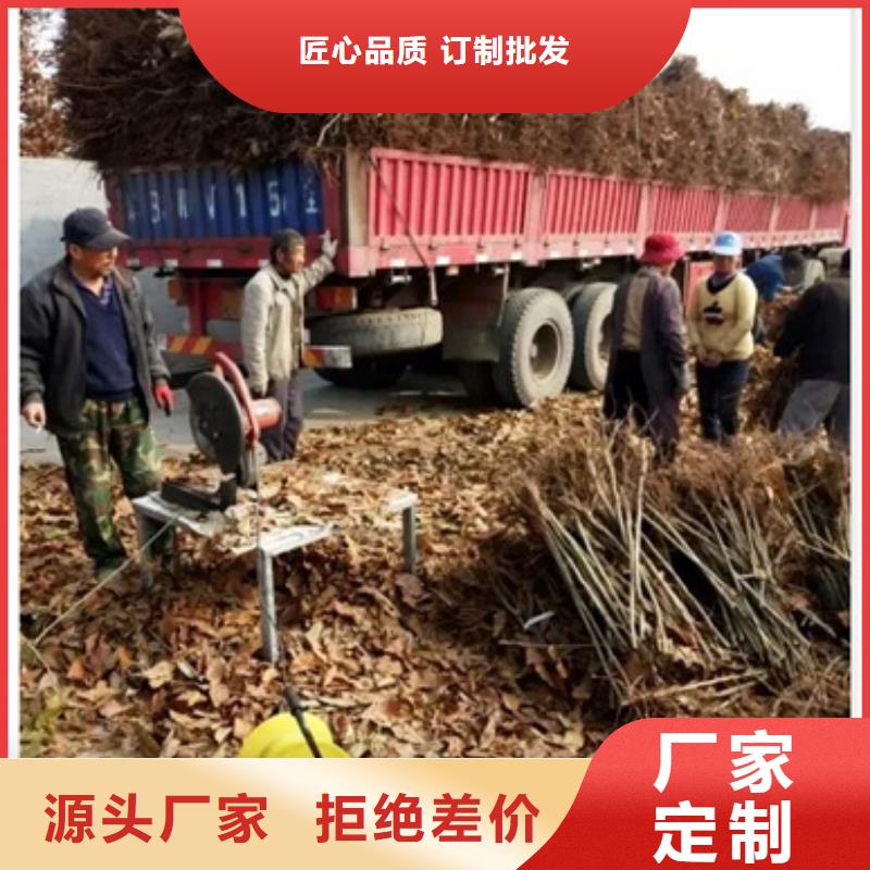 板栗苗梨树苗源头厂家来图定制