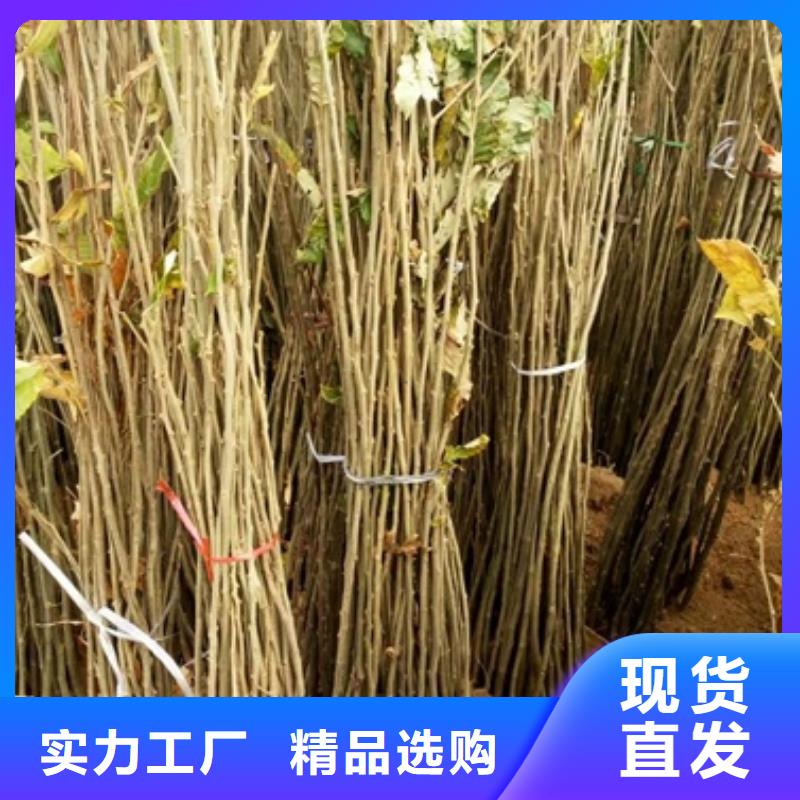 【 板栗苗来电咨询】