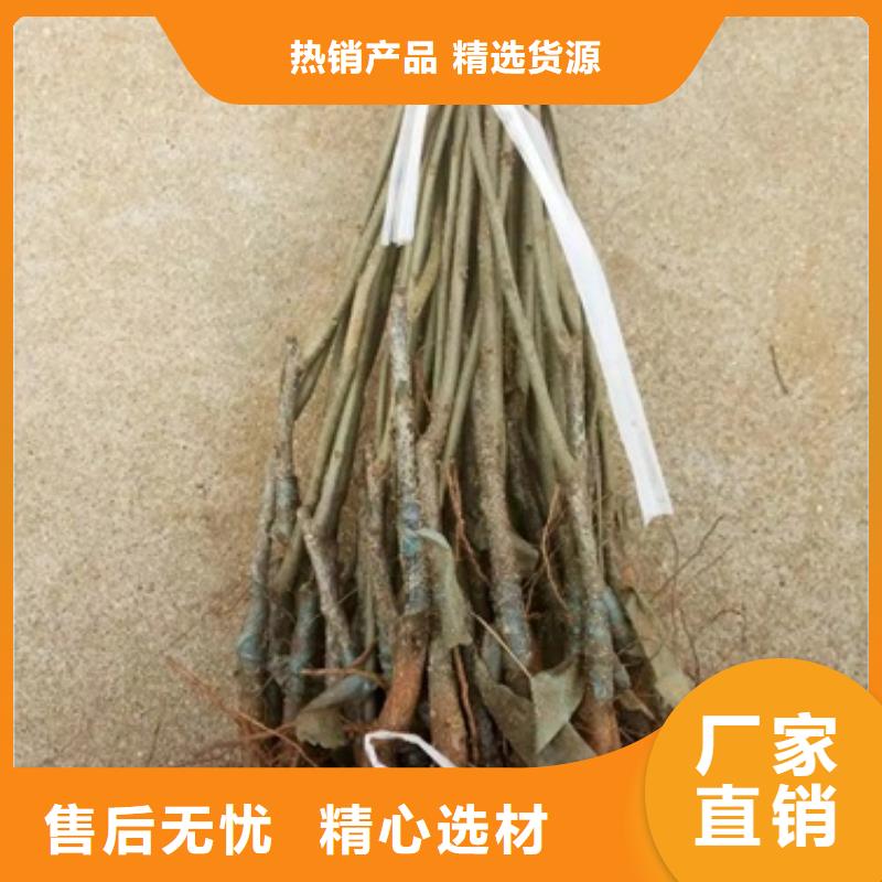 板栗苗匠心品质