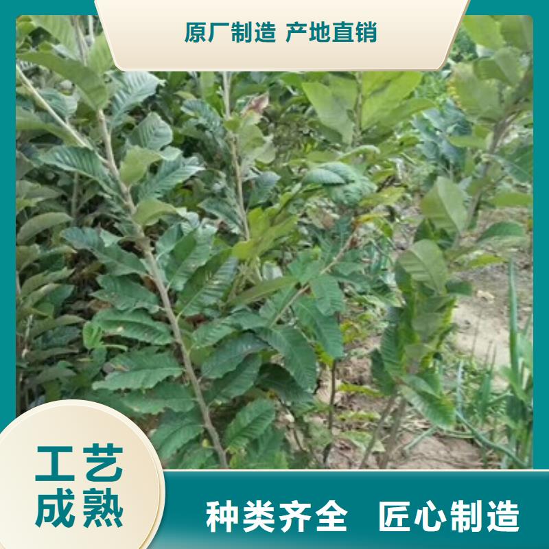 板栗苗专业信赖厂家