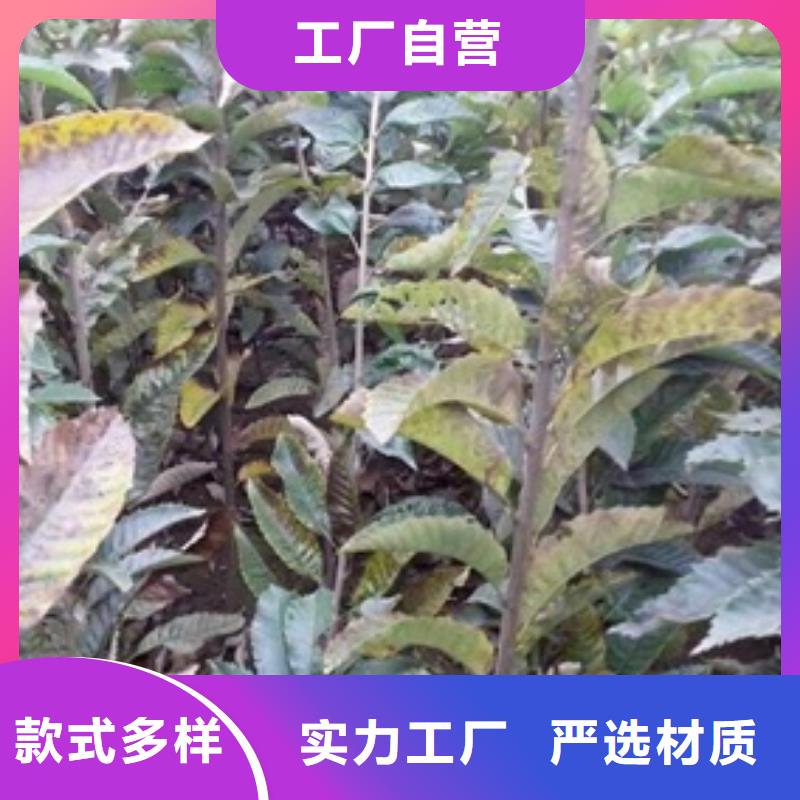 衡东|珠晖|株洲|常德|怀化|永州|益阳|郴州|张家界板栗苗质优价保-二八商务