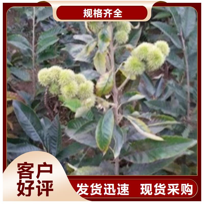 板栗苗【苹果苗】源头厂家供应由兴海为您