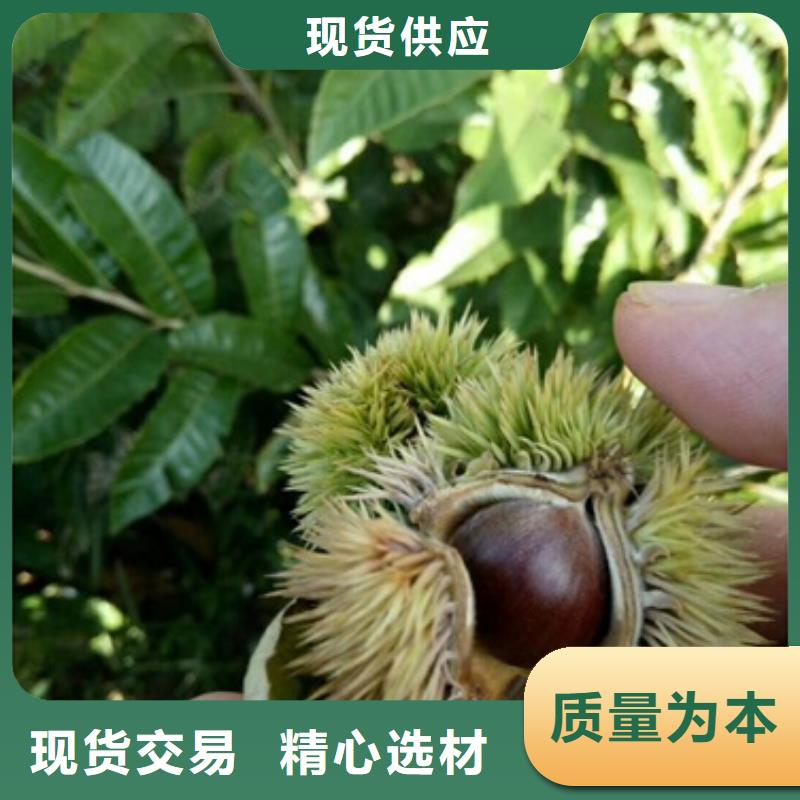 板栗苗梨树苗源头厂家来图定制