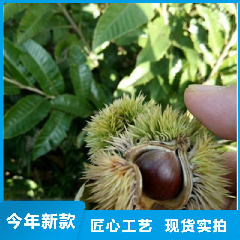 板栗苗买的放心