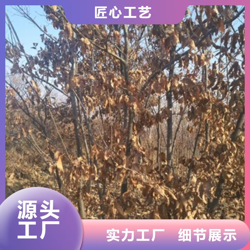 板栗苗匠心品质