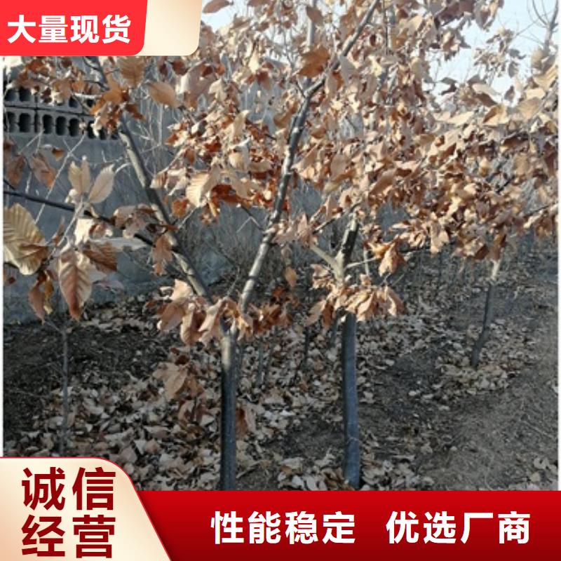 今日价格 板栗苗质优价保-兴海苗木种植合作社