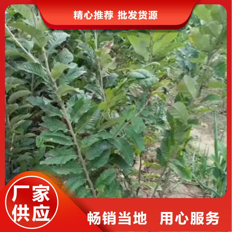 今日价格 板栗苗质优价保-兴海苗木种植合作社