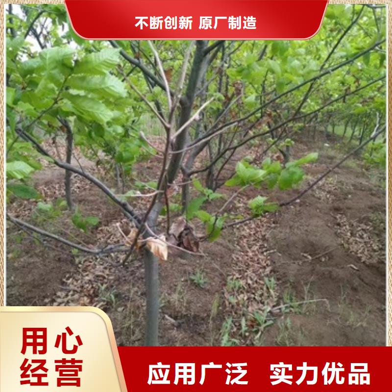 板栗苗匠心品质