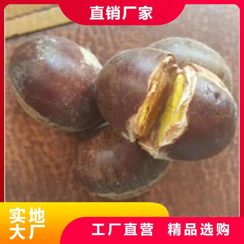 板栗苗匠心品质