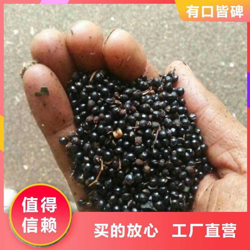 花椒苗桃树苗源头厂家来图定制