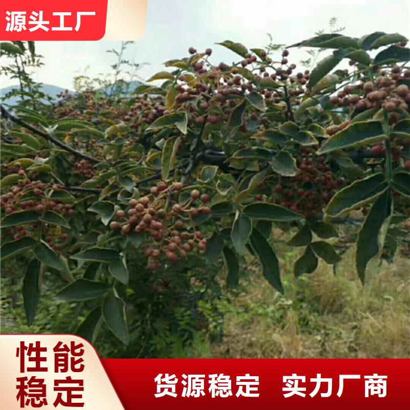 花椒苗桃树苗今日价格