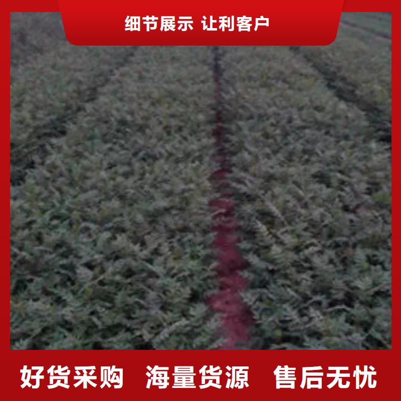 【花椒苗】_板栗苗好品质用的放心兴海