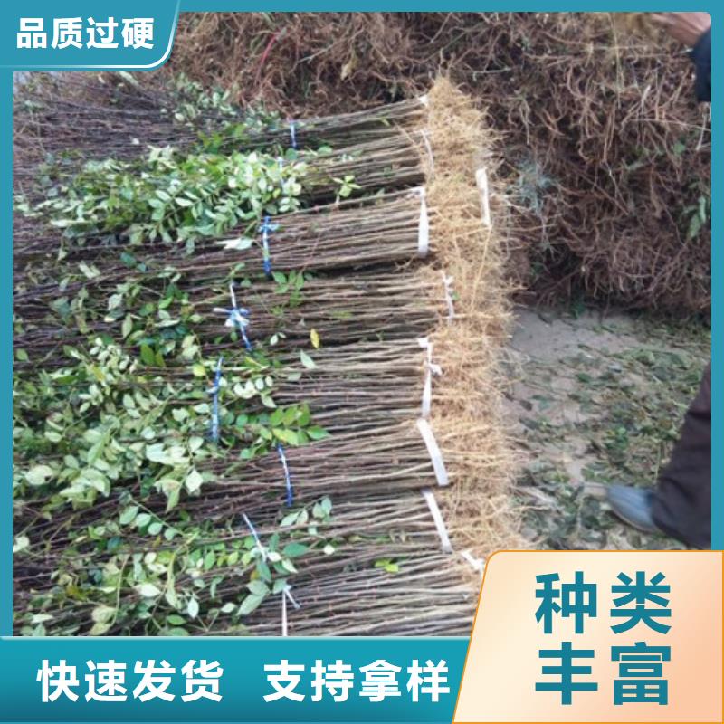 花椒苗核桃苗用心做好细节