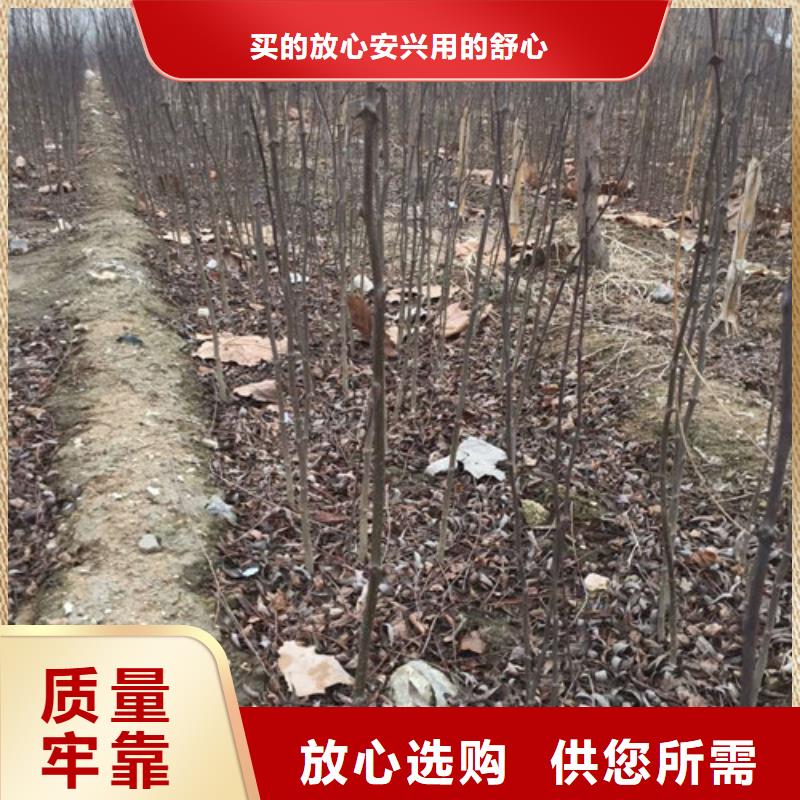 花椒苗板栗苗厂家直销放心