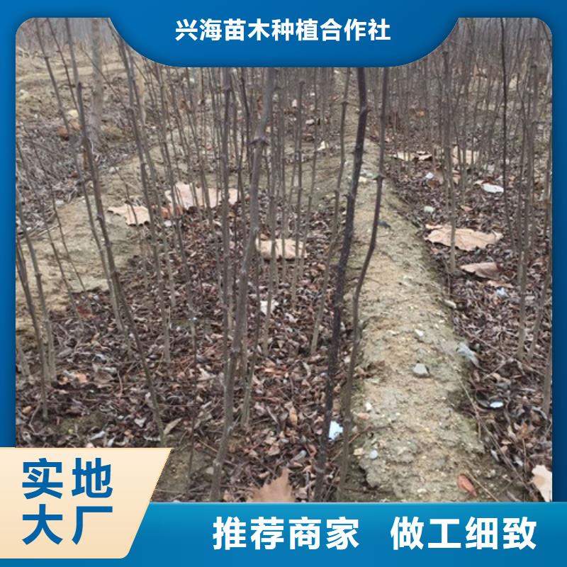 【花椒苗】_板栗苗好品质用的放心兴海