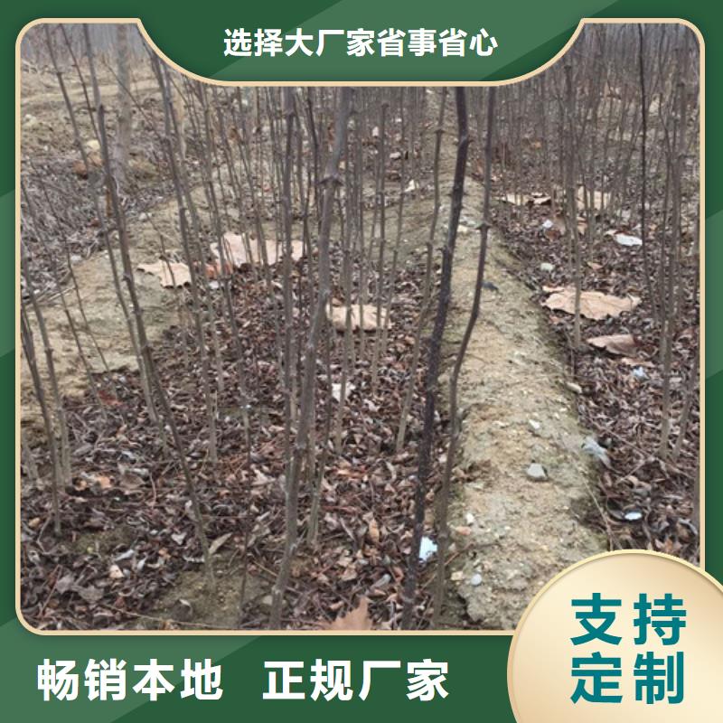 【直销厂家 花椒苗源头厂家供应】-【附近】服务商