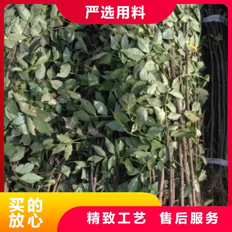 【花椒苗蓝莓苗售后服务完善】