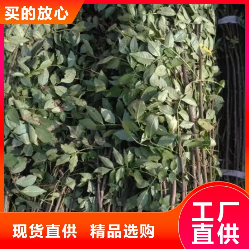 【直销厂家 花椒苗源头厂家供应】-【附近】服务商
