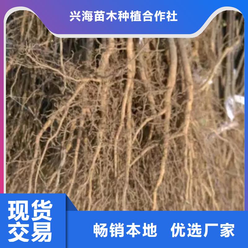 【花椒苗】_板栗苗好品质用的放心兴海