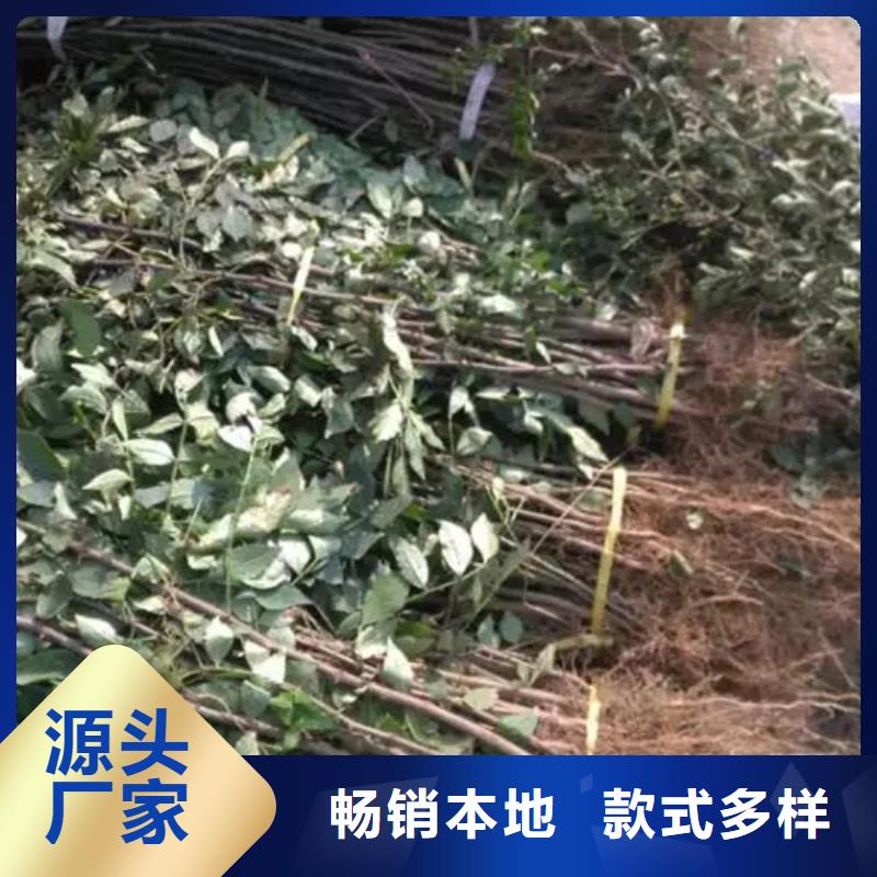 【直销厂家 花椒苗源头厂家供应】-【附近】服务商
