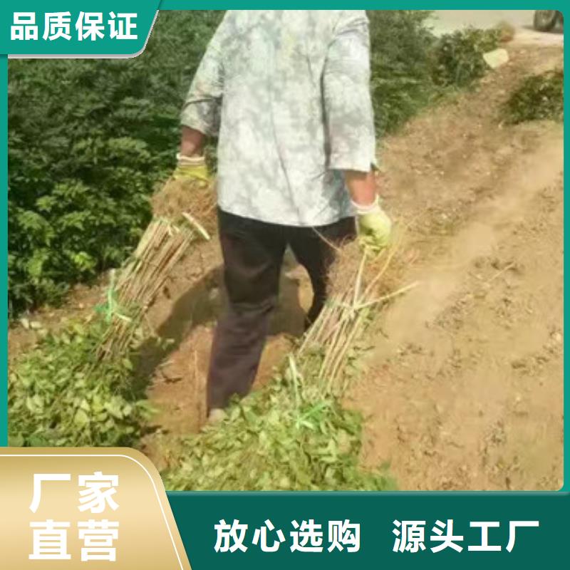 花椒苗桃树苗源头厂家来图定制