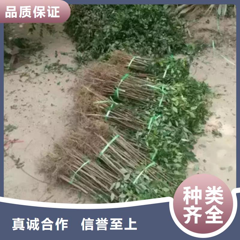 【直销厂家 花椒苗源头厂家供应】-【附近】服务商