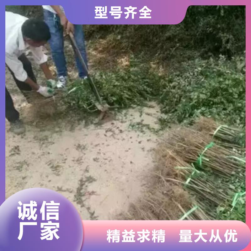 花椒苗桃树苗今日价格