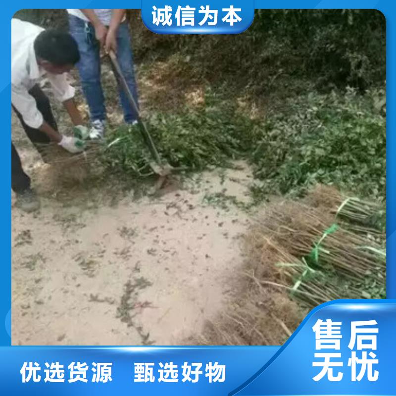 【 花椒苗,核桃苗量大更优惠】-兴海苗木种植社(钦州市分公司)-二八商务