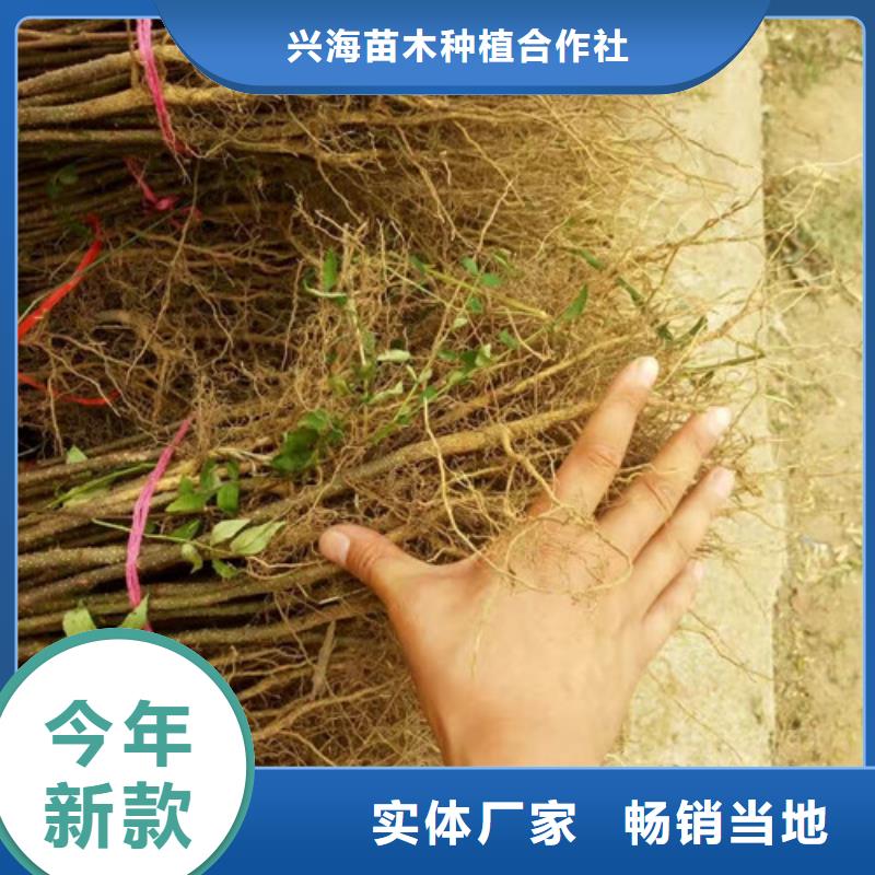 【 花椒苗源头厂家供应】-兴海苗木种植社(海南市分公司)|覆盖地域西宁|海北|黄南|玉树|海东