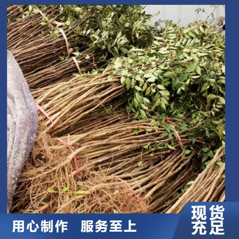 花椒苗-梨树苗精工细致打造